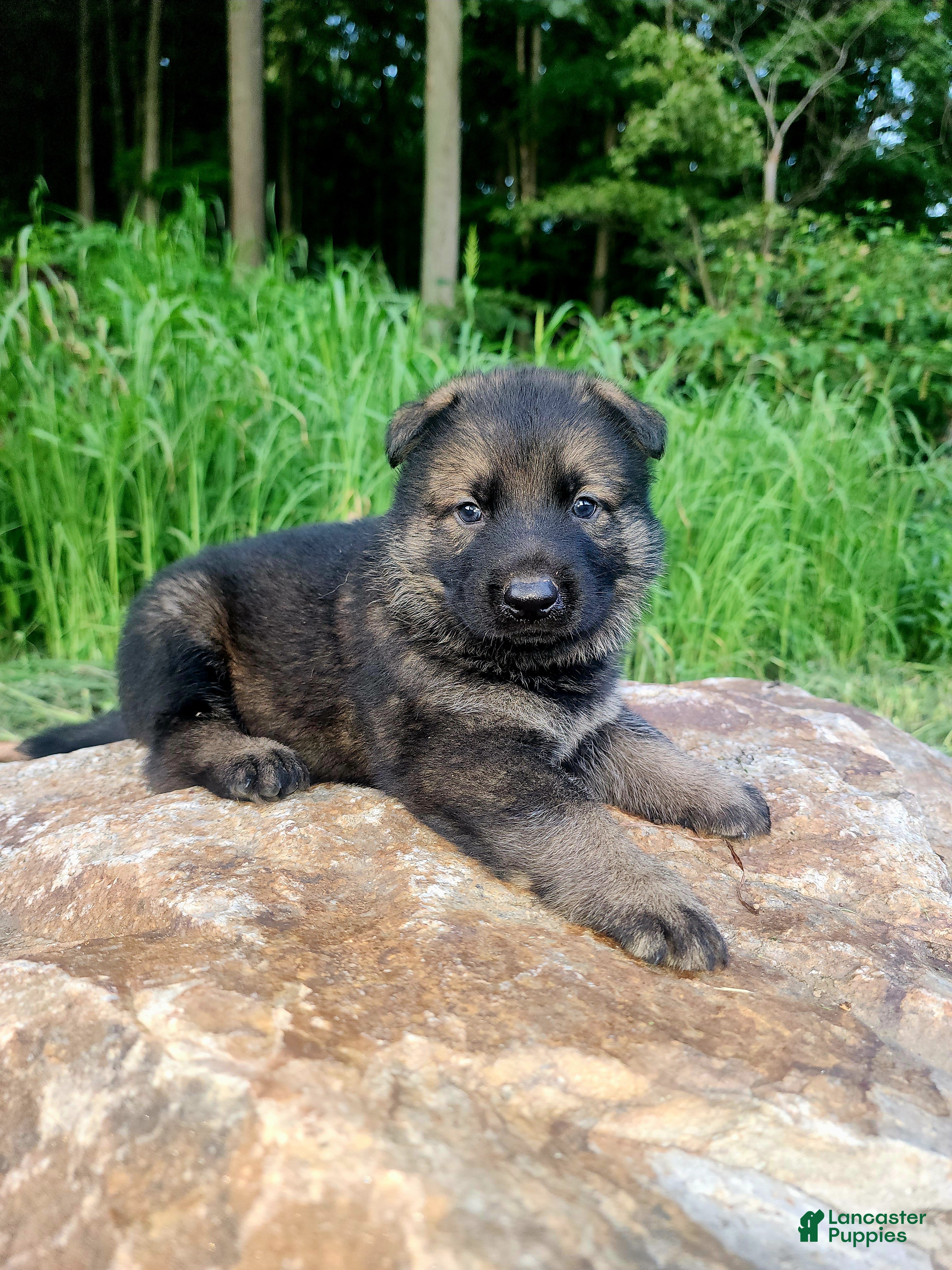 German Shepherd dogs German Shepherd 9 Tracker - Ad 1