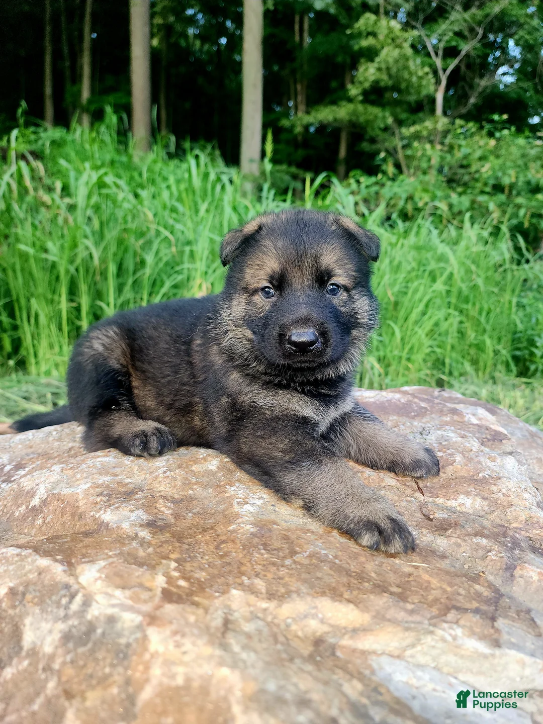 German Shepherd dogs for sale: German Shepherd 9 Tracker - Ad 1