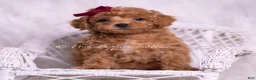 Toy Poodle dogs for sale: Olive - Ad 7