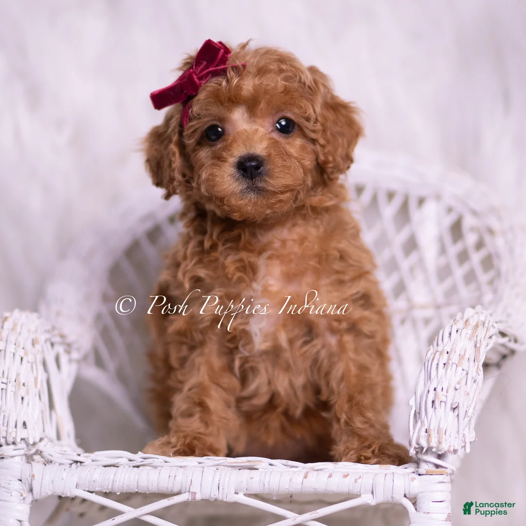 Toy Poodle dogs for sale: Olive - Ad 7