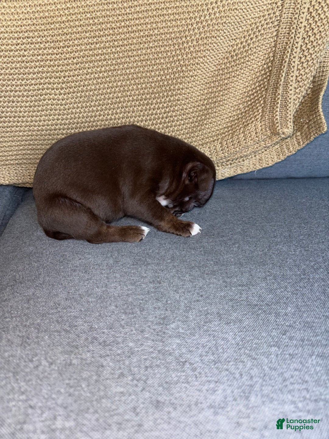 Frenchton dogs for sale: Penelope  - Ad 4