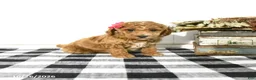 Toy Poodle dogs for sale: Sage - Ad 3