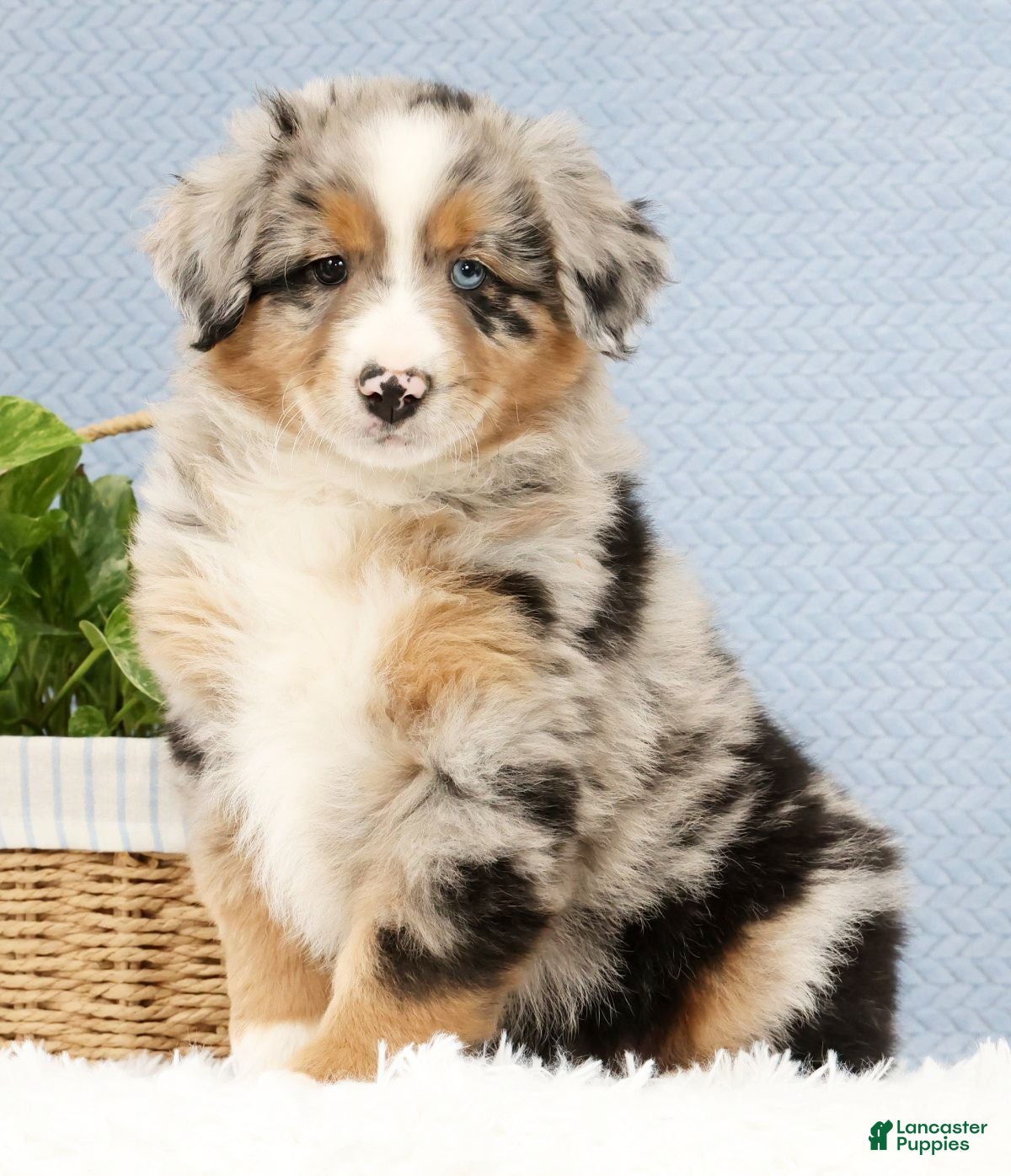Australian Shepherd dogs Leo - Ad 1