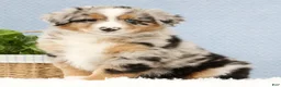 Australian Shepherd dogs for sale: Leo - Ad 1