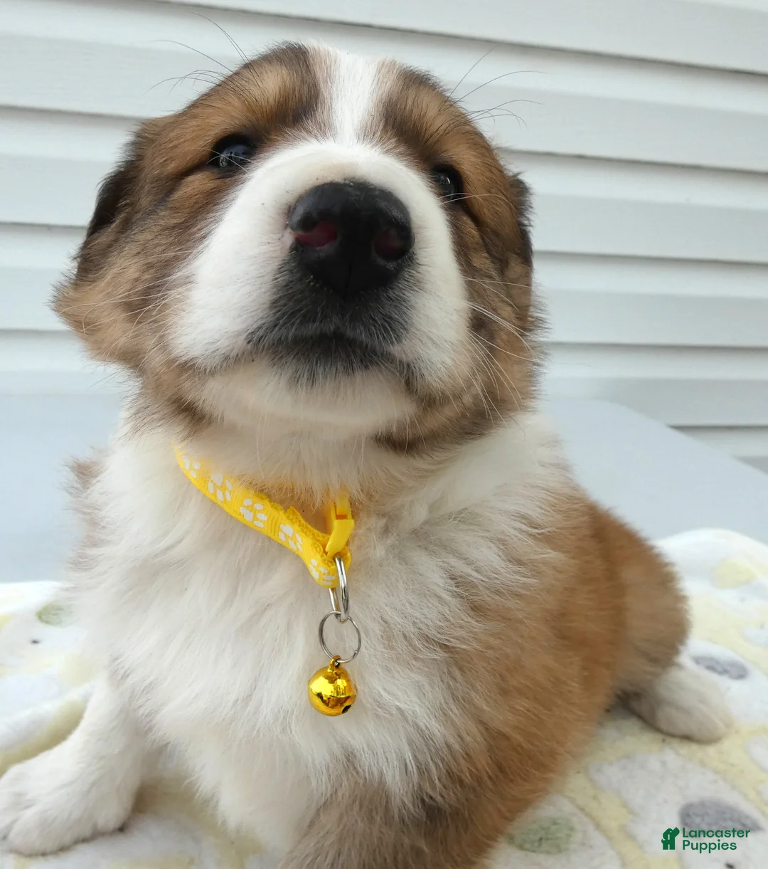 Miniature Australian Shepherd dogs for sale: Miniature Australian Shepherd Puppy 1 Teddy - Ad 2