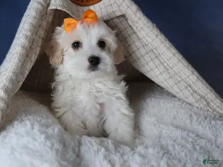 Havapoo dogs FROSTY - Ad 34