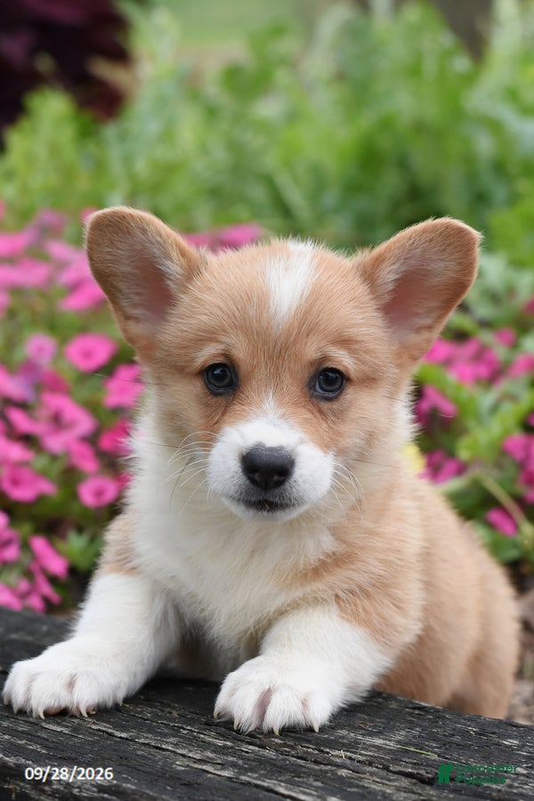 Welsh Corgi Pembroke dogs Alex - Ad 1