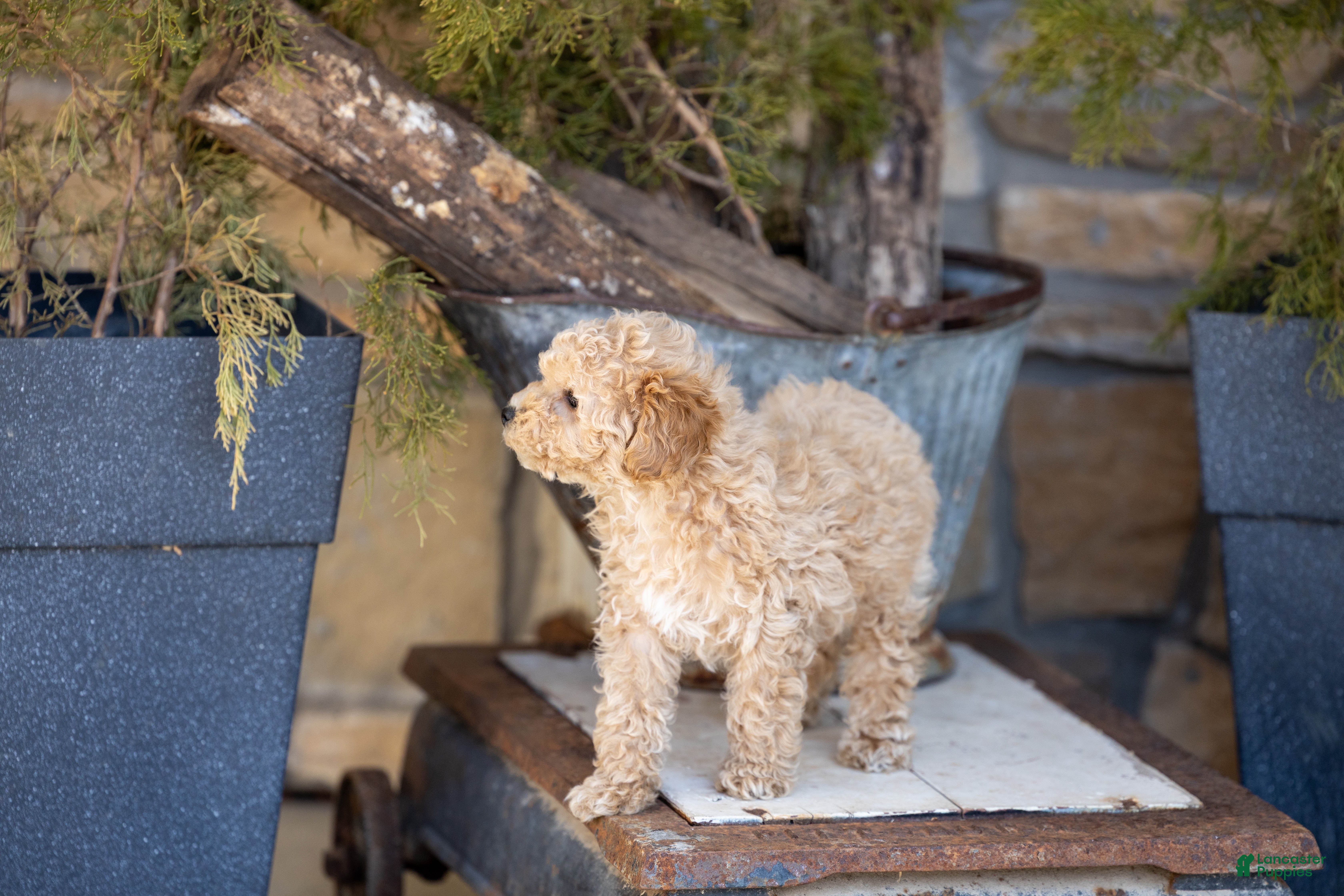 Miniature Poodle dogs AKC Beau - Ad 2