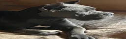 Cane Corso dogs for sale: Monte Carlo  - Ad 43
