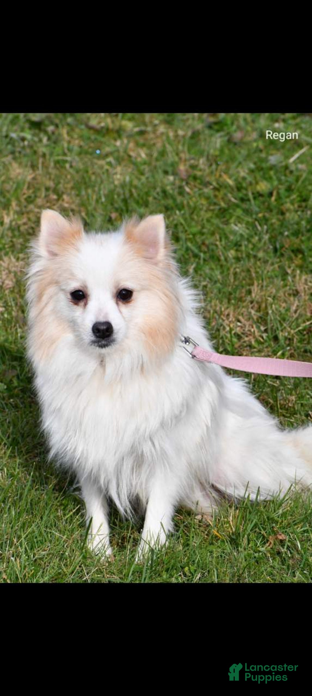 Pomeranian dogs for sale: Tula - Ad 9