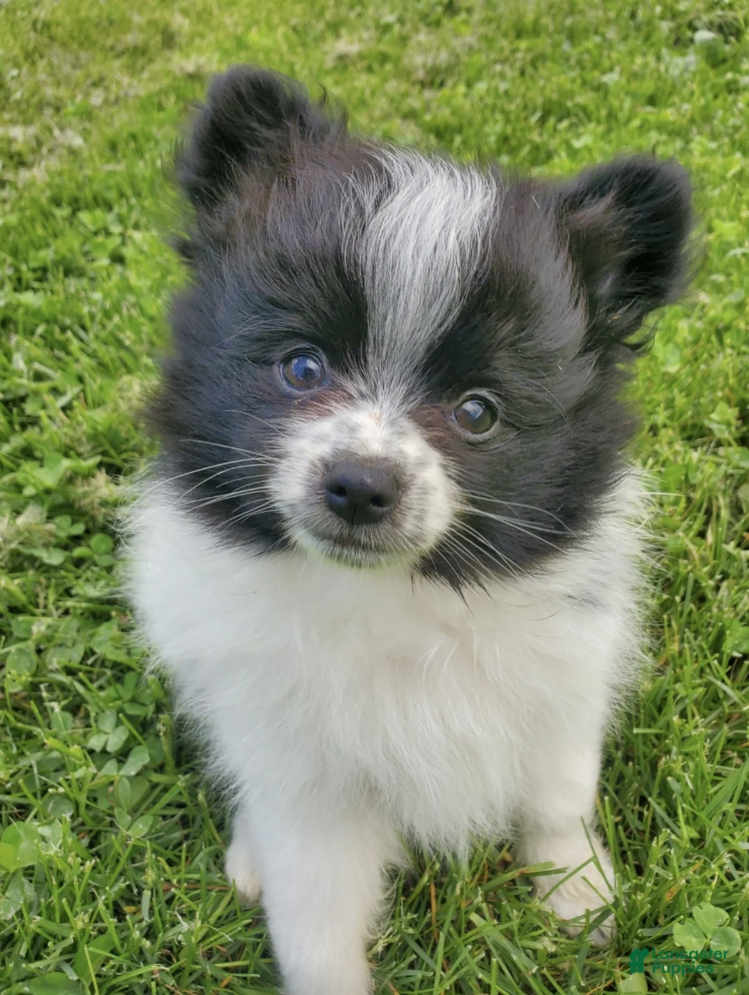 Pomeranian dogs for sale: Lucky - Ad 1