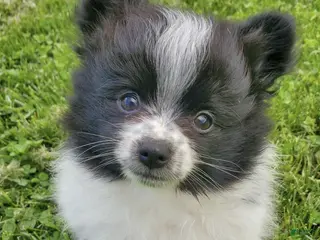 Pomeranian dogs Lucky - Ad 16