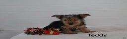 Yorkshire Terrier dogs for sale: Teddy - Ad 2
