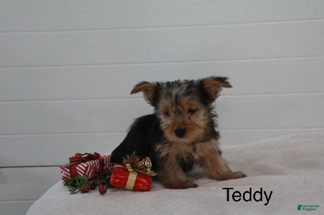 Yorkshire Terrier dogs for sale: Teddy - Ad 2