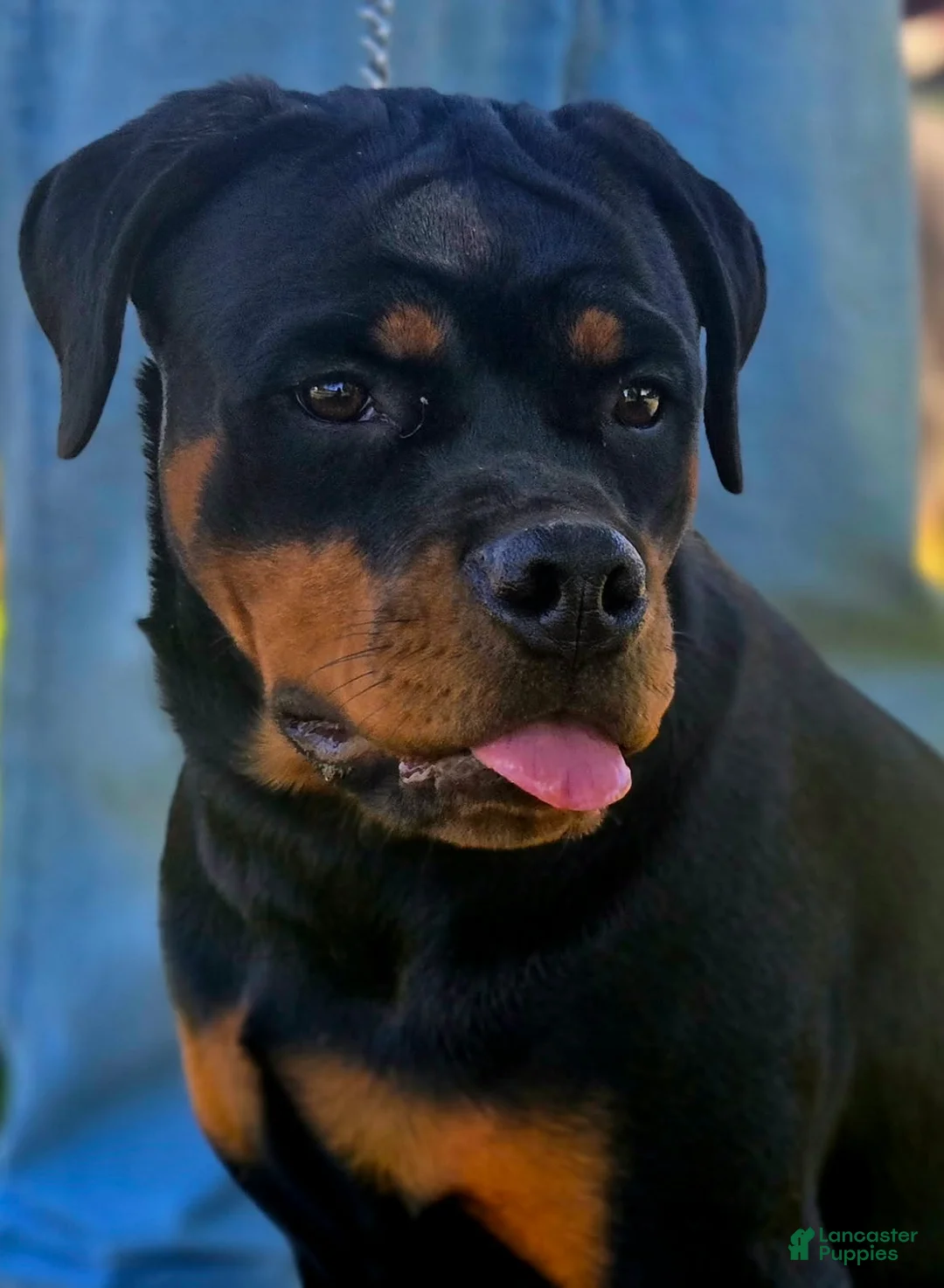 Rottweiler dogs for sale: Mango - Ad 1