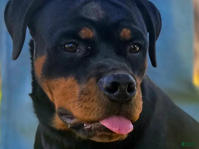 Rottweiler dogs Mango - Ad 1
