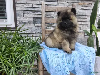 Keeshond dogs Darrin - Ad 7