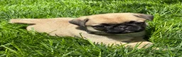 Pug dogs for sale: Mai - Ad 3