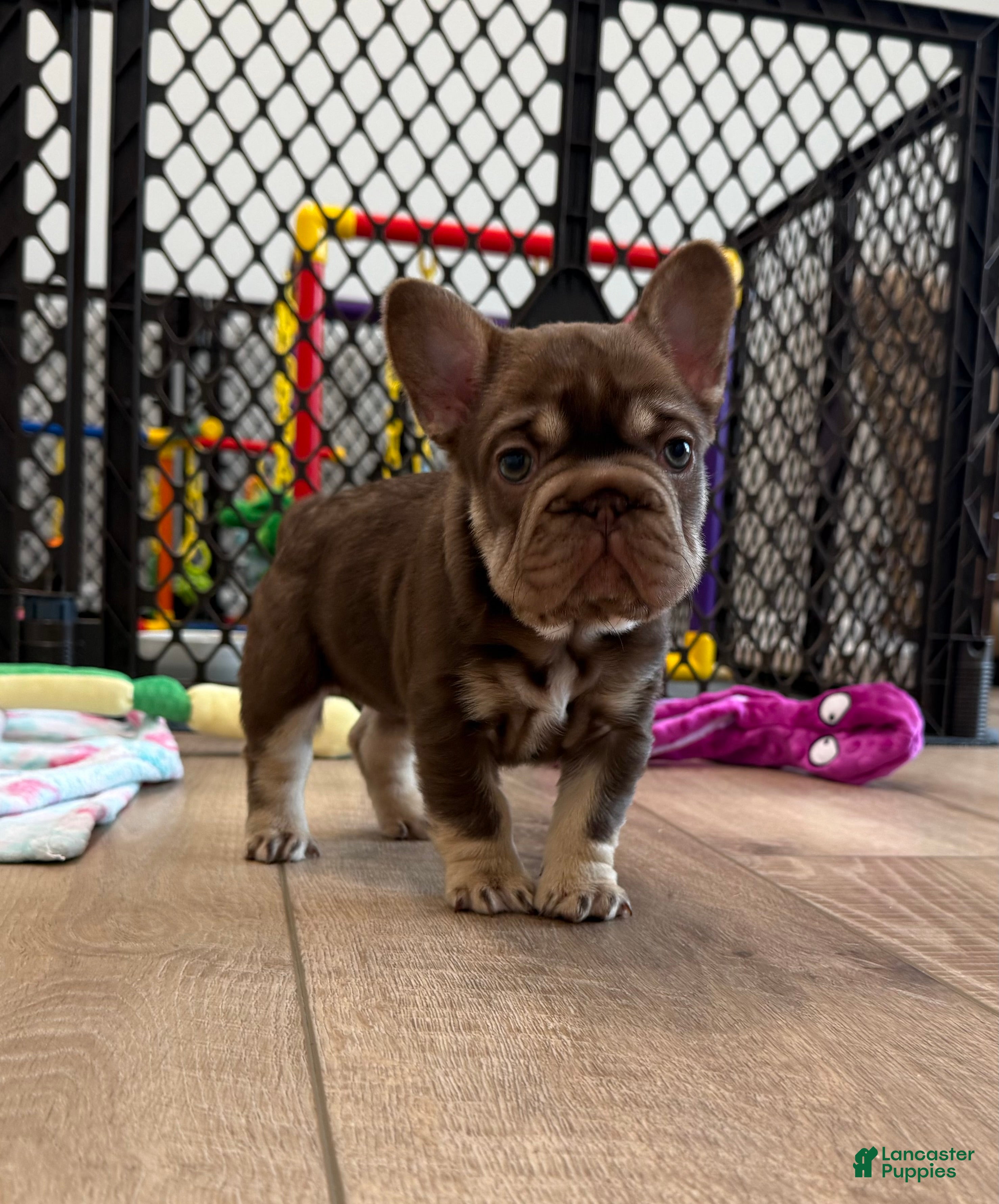 French Bulldog dogs French Bulldog Puppy 5 - Ad 1