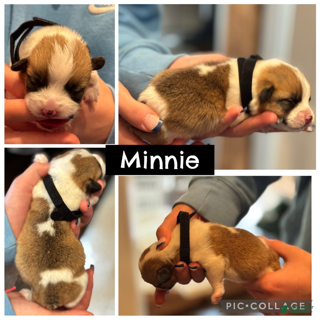 Welsh Corgi Pembroke dogs for sale: Minnie - black - Ad 1