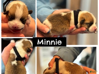 Welsh Corgi Pembroke dogs Minnie - black - Ad 16