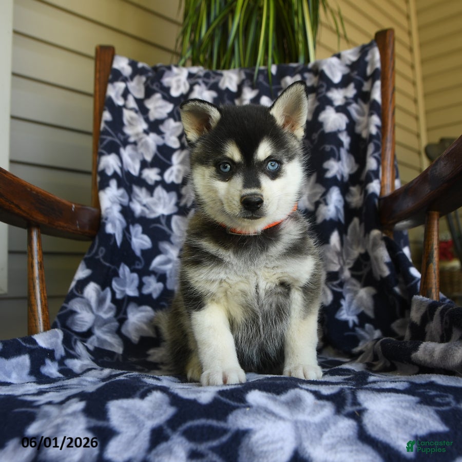 Alaskan Klee Kai dogs Mikie - Ad 1