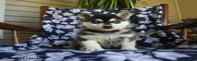 Mikie