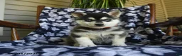Alaskan Klee Kai dogs for sale: Mikie - Ad 1