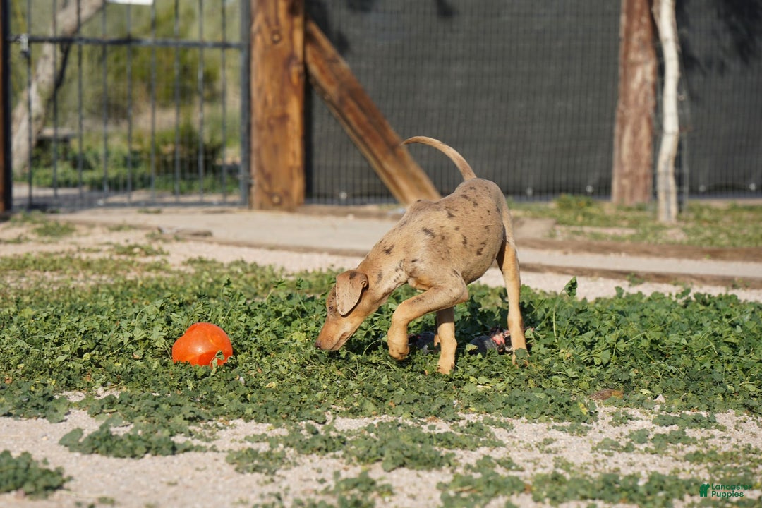 Mixed Breed dogs for sale: POL Lilac Fawn Merle F RT - Ad 20