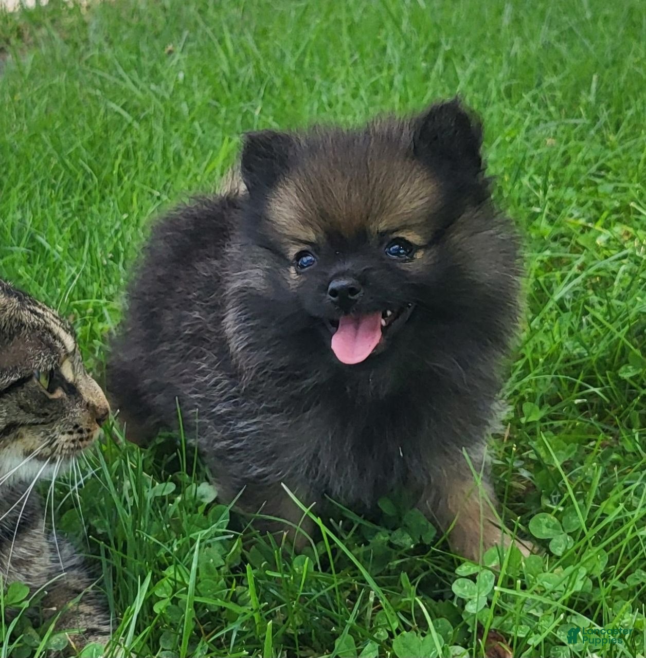 Pomeranian dogs Hugo - Ad 1