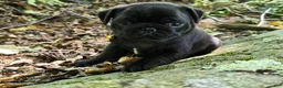 Pug dogs for sale: Brittney - Ad 5