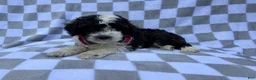 Cockapoo dogs for sale: Fritz - Ad 4