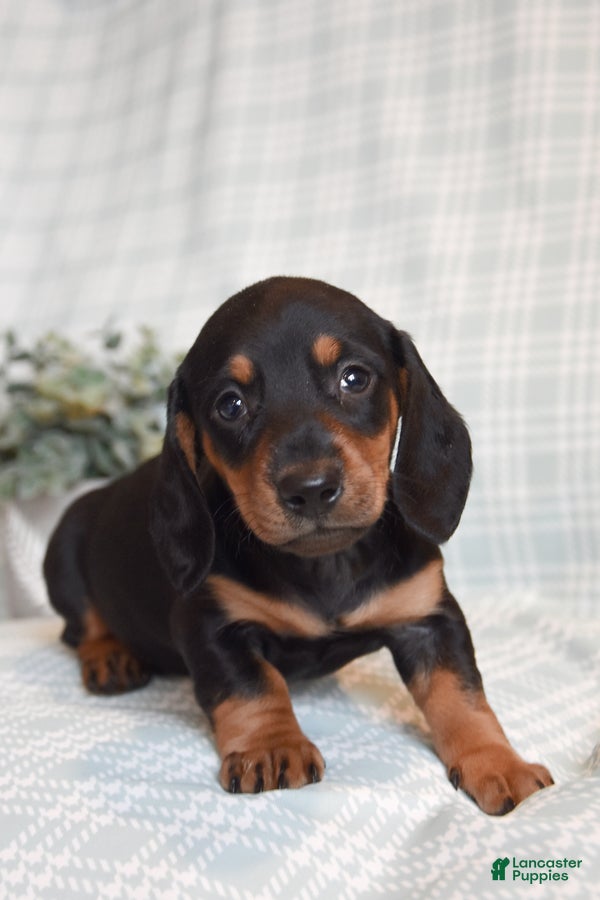 Miniature Dachshund dogs Bailey - Ad 2