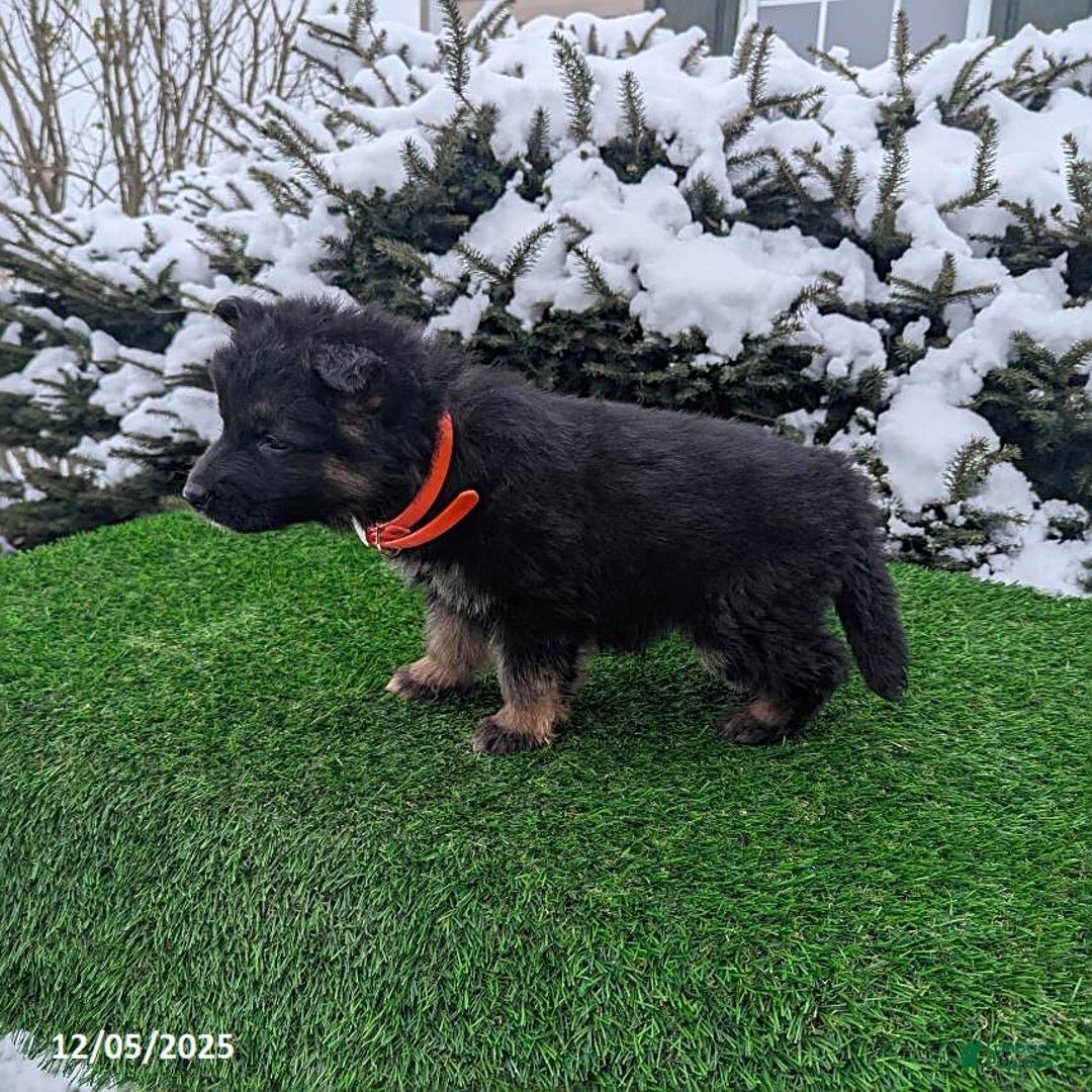 German Shepherd dogs for sale: Candy - Ad 5