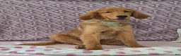 Golden Retriever dogs for sale: Bethany - Ad 2