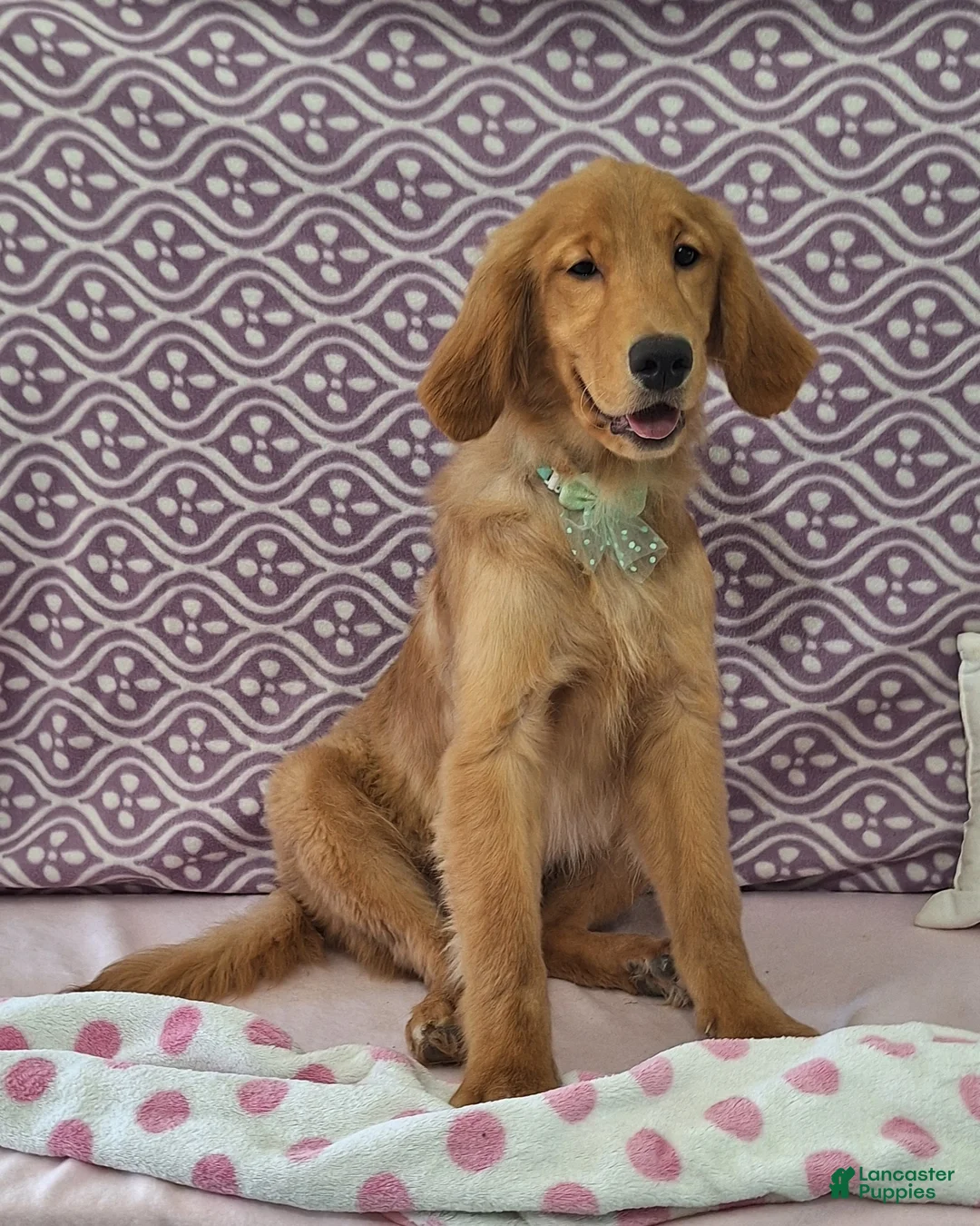 Golden Retriever dogs for sale: Bethany - Ad 2