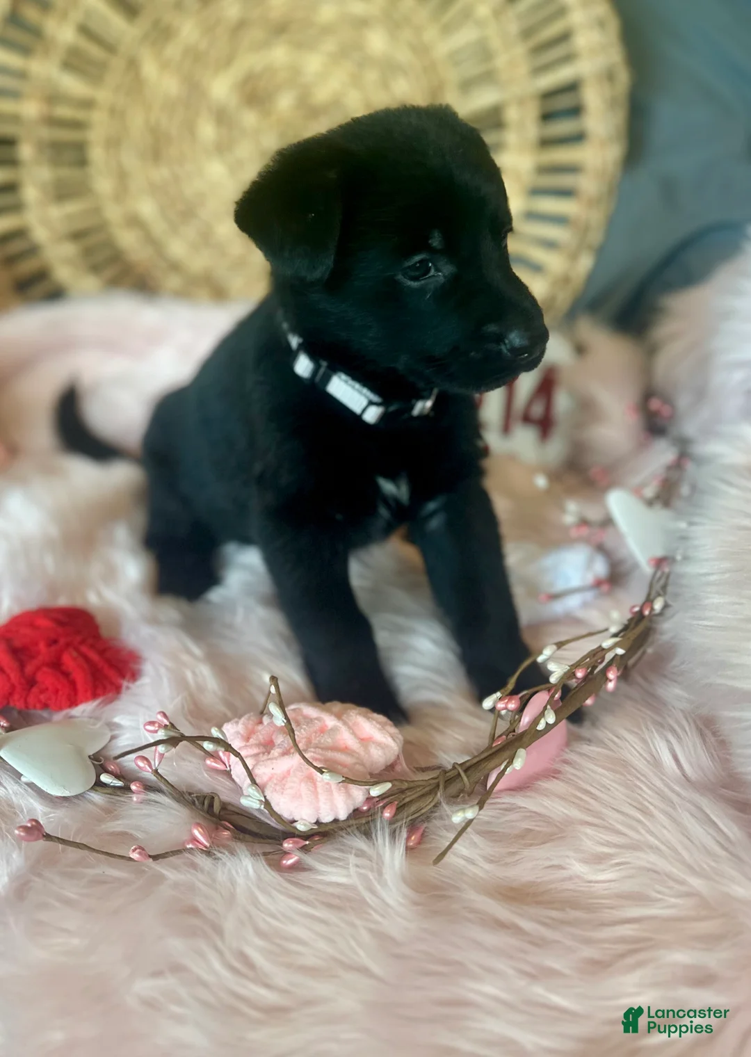 German Shepherd dogs for sale: Poppy  - Ad 11