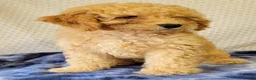 Cockapoo dogs for sale: Joey  - Ad 5