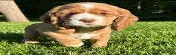 Cocker Spaniel dogs for sale: Gloria - Ad 3