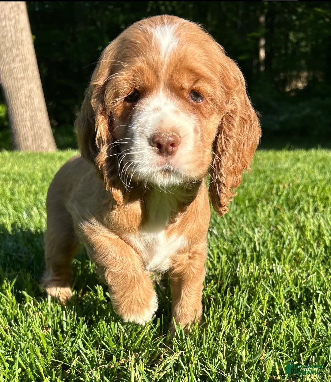 Cocker Spaniel dogs for sale: Gloria - Ad 3