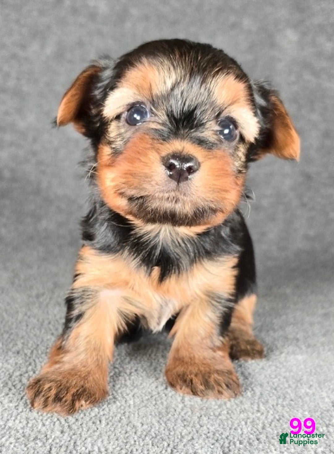 Yorkshire Terrier dogs for sale: 99 - Ad 13