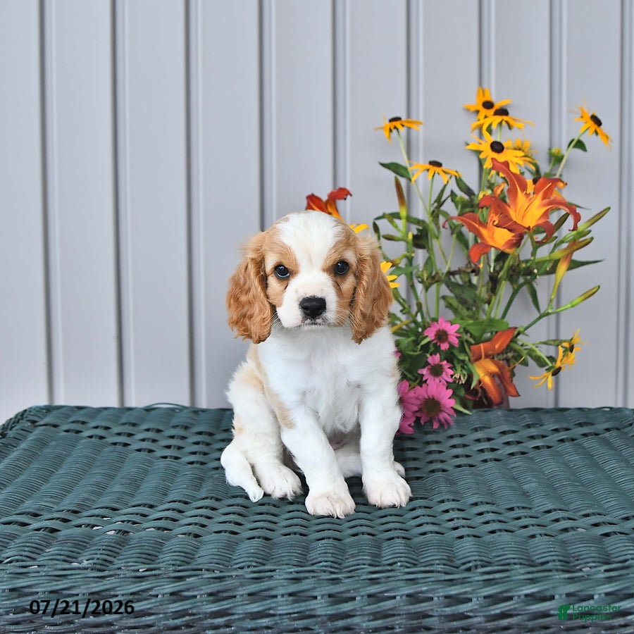 Cavapoo dogs Indie - Ad 1