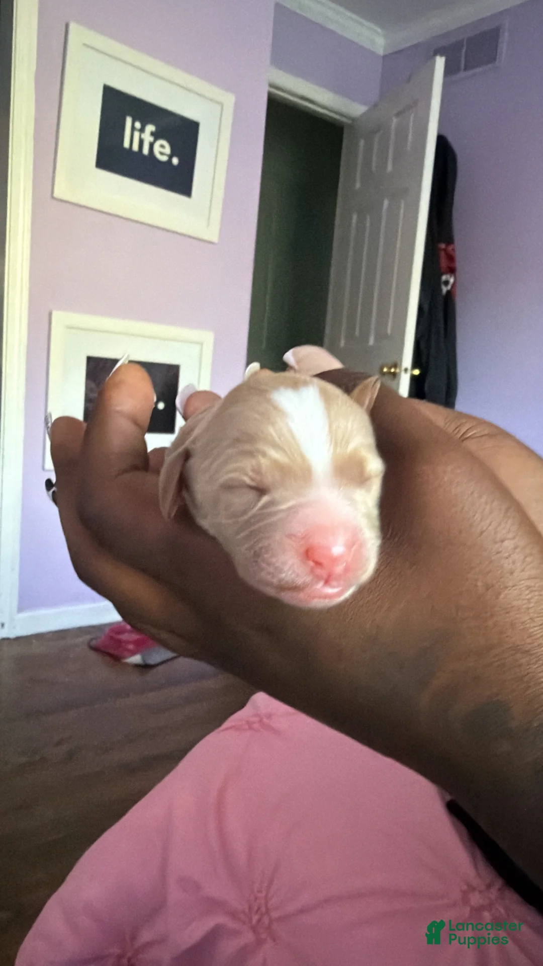 Mini Goldendoodle dogs for sale: Mini Goldendoodle Puppy 3 - Ad 12