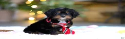 Cavapoo dogs for sale: Charlie - Ad 6