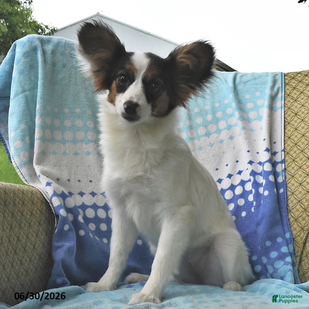 Sphnix Papillon for sale in Fort Plain | Lancaster Puppies