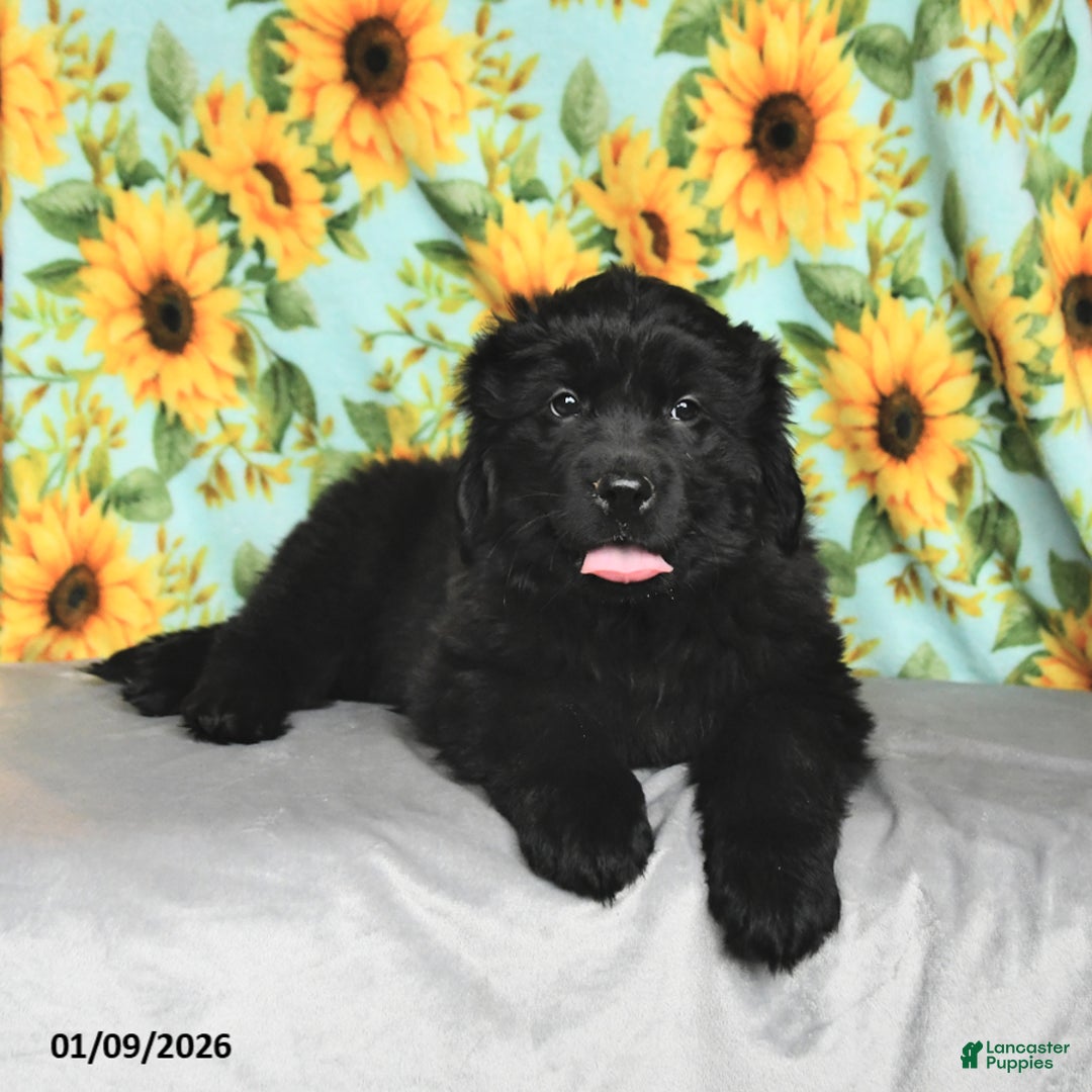 Newfoundland dogs for sale: Skittles - Ad 2