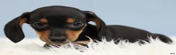 Miniature Dachshund dogs for sale: Everett 🏀 - Ad 6