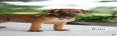 Bela