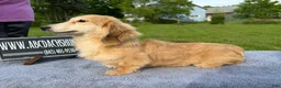 Miniature Dachshund dogs for sale: Cream - Ad 21