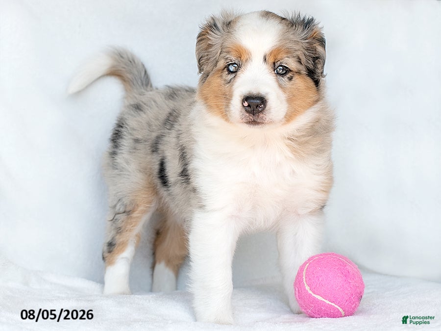 Miniature Australian Shepherd dogs for sale: Shayla - Ad 2